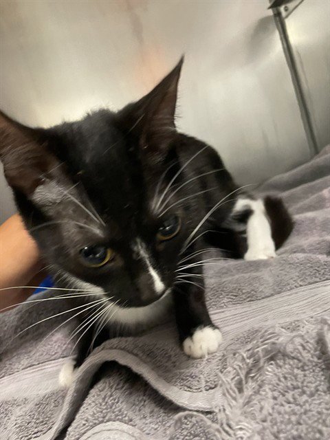 BLAIRE - Domestic Short Hair available for adoption