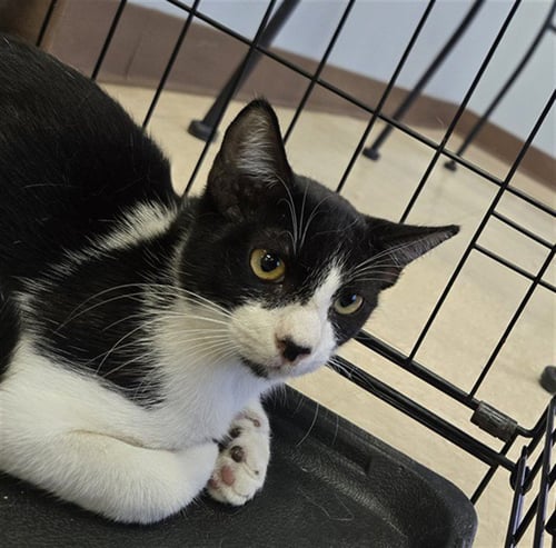 AIZEN - Domestic Short Hair available for adoption