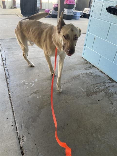 ARTHUR - German Shepherd Dog available for adoption