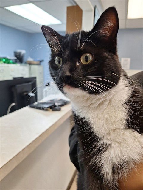 MITTENS - Domestic Short Hair available for adoption