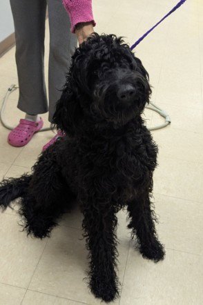 DIOR - Poodle (Standard) available for adoption