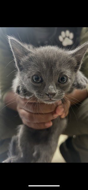 SOPHIE - Domestic Short Hair available for adoption