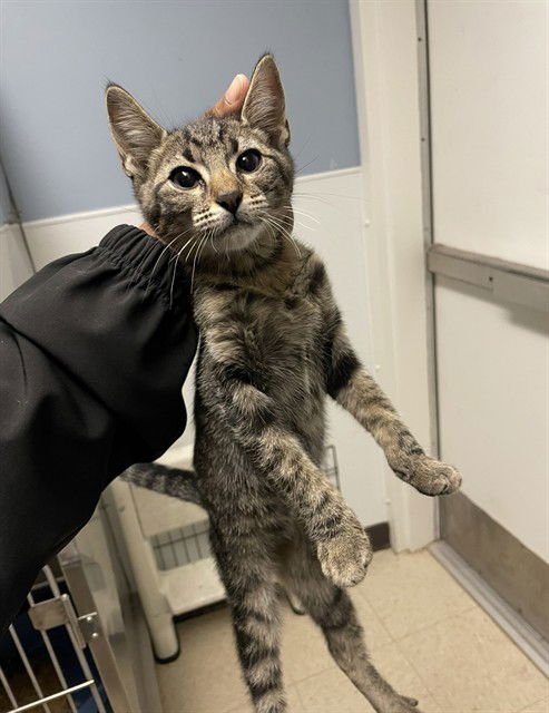 BRAMBLECLAW - Domestic Short Hair available for adoption