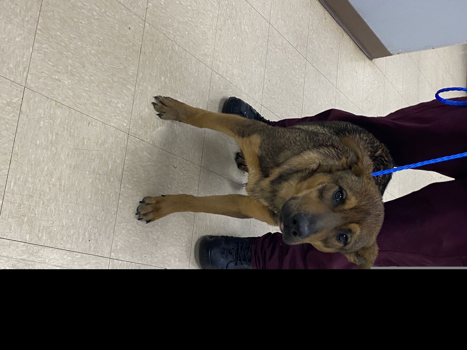 MOOSE - German Shepherd Dog available for adoption