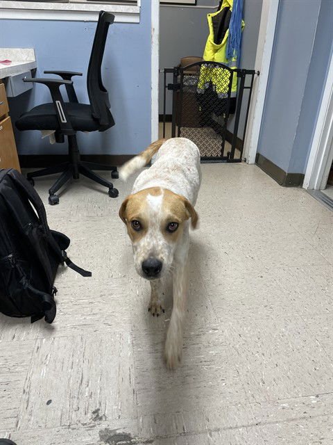 CARLOS - Australian Cattle Dog/Blue Heeler available for adoption