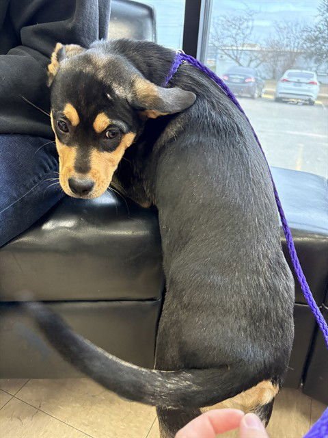 BEE - German Shepherd Dog available for adoption