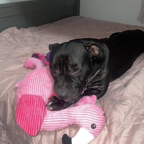 TILA - Pit Bull Terrier available for adoption