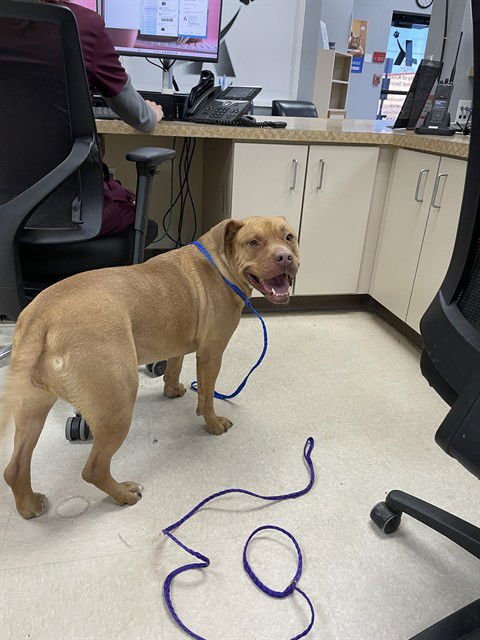 QUEEN CHANEL - Pit Bull Terrier available for adoption