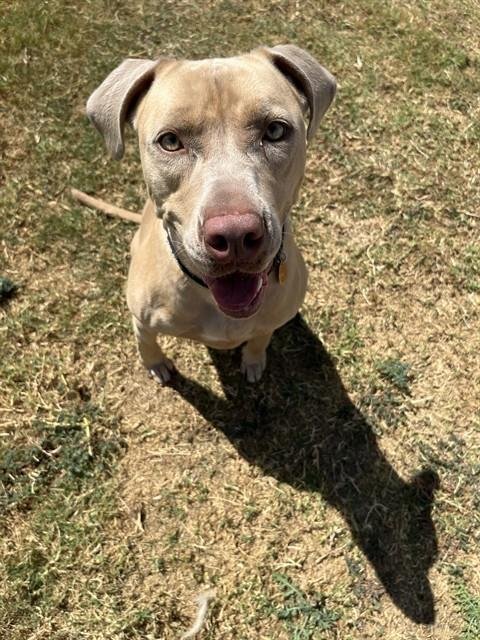 PEBBLES - Pit Bull Terrier for adoption in Killeen