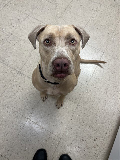 PEBBLES - Pit Bull Terrier available for adoption