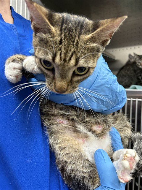 FLOWER - Domestic Short Hair for adoption in Killeen