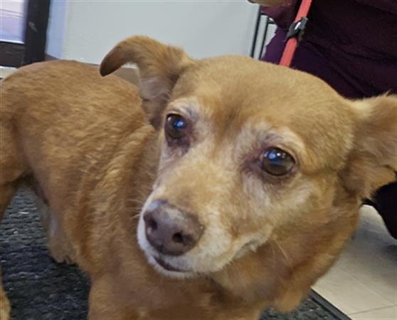 BAKED BEAN - Chihuahua available for adoption