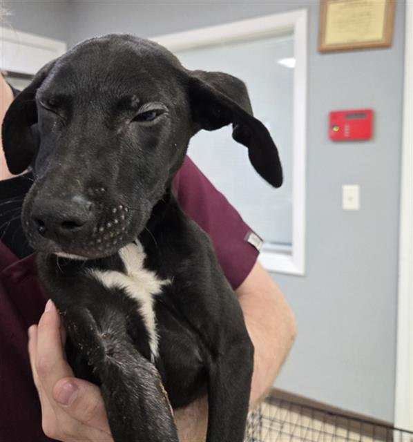 HAWK - Labrador Retriever available for adoption