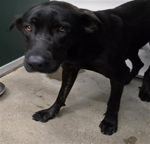 ATHENA - Labrador Retriever available for adoption