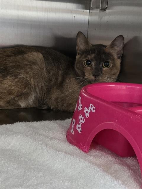 APPLE - Domestic Short Hair available for adoption