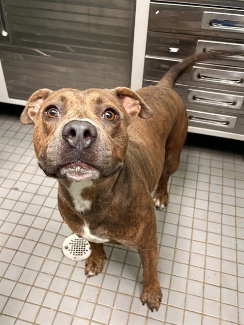 SNOOP DAWG - Pit Bull Terrier available for adoption