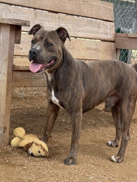 SNOOP DAWG - Pit Bull Terrier available for adoption