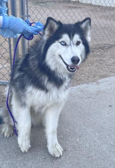 ROSIE - Siberian Husky available for adoption