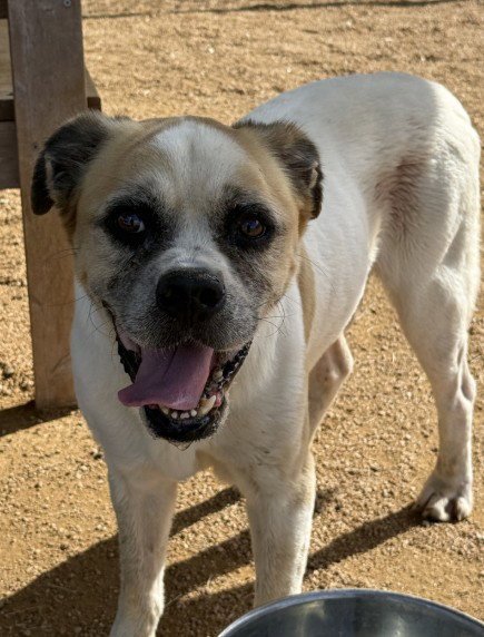 DUKE - Boxer available for adoption