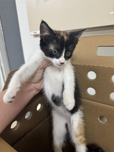 ARABELLA - Domestic Short Hair available for adoption