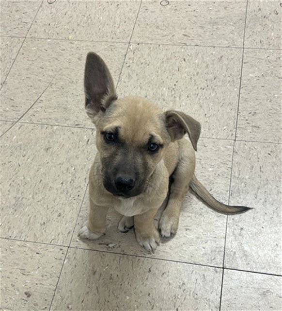 IRIS - German Shepherd Dog available for adoption