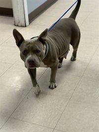 BELLA - Photo 1