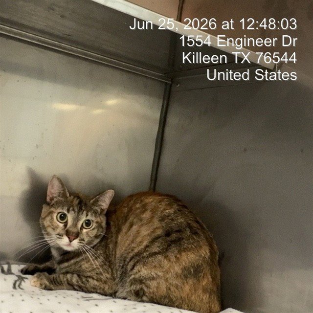 LEILANI Image