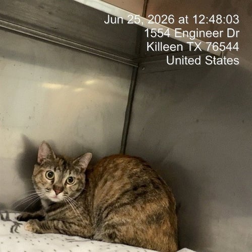 LEILANI - American Shorthair available for adoption