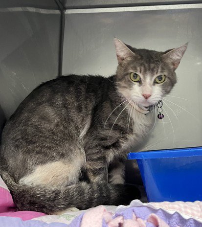 RORY - Domestic Medium Hair available for adoption