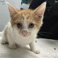 SMEEGUS - Photo 1