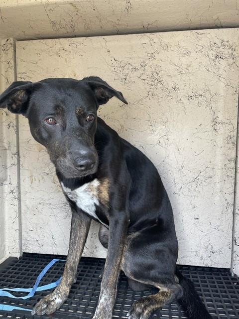 SIMON - Plott Hound available for adoption