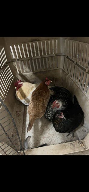 ROOSTER - Chicken available for adoption