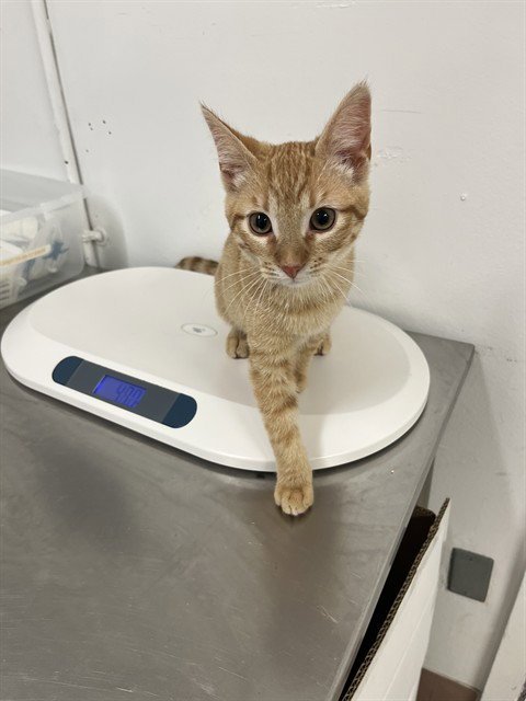 FIGARO - Domestic Short Hair available for adoption