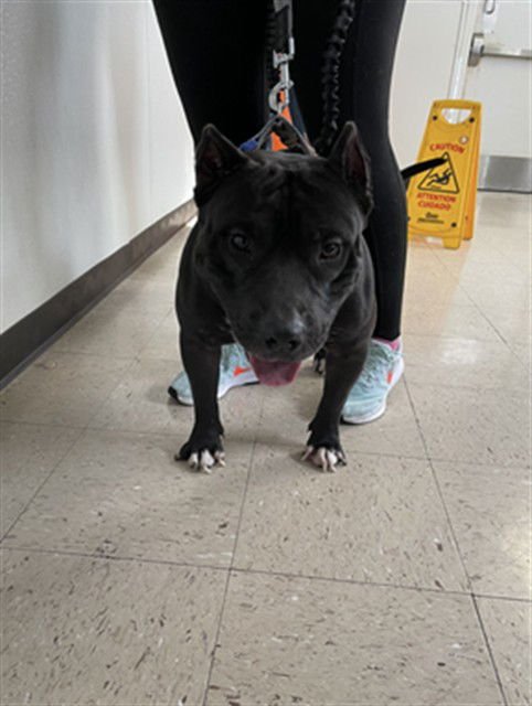 BUDDY - Staffordshire Bull Terrier available for adoption