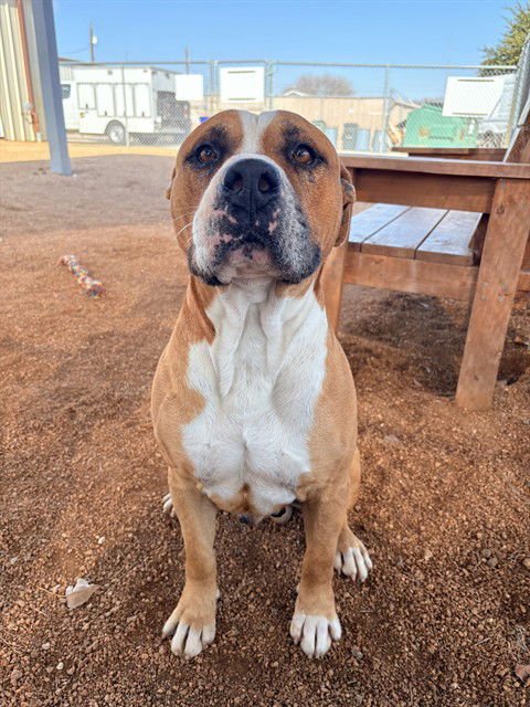 MOCHI - Pit Bull Terrier available for adoption