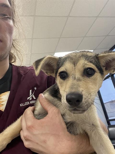 MARIE - Black Mouth Cur available for adoption