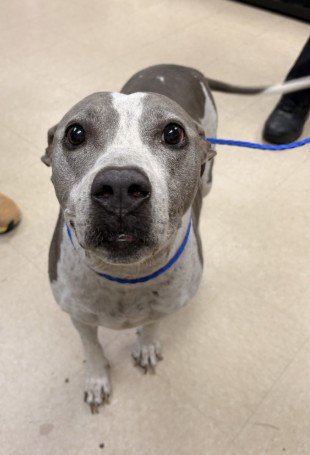 JULIET - Pit Bull Terrier available for adoption