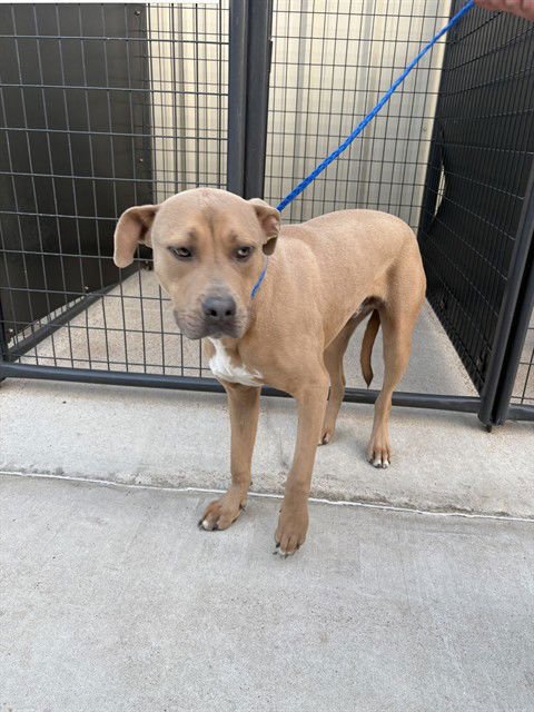SONIC - Labrador Retriever available for adoption
