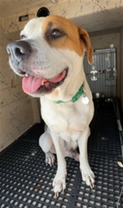 BROLY - American Bulldog available for adoption