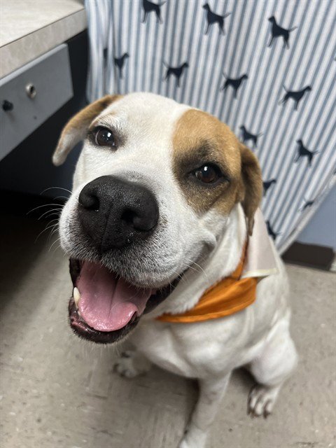 BROLY - American Bulldog available for adoption