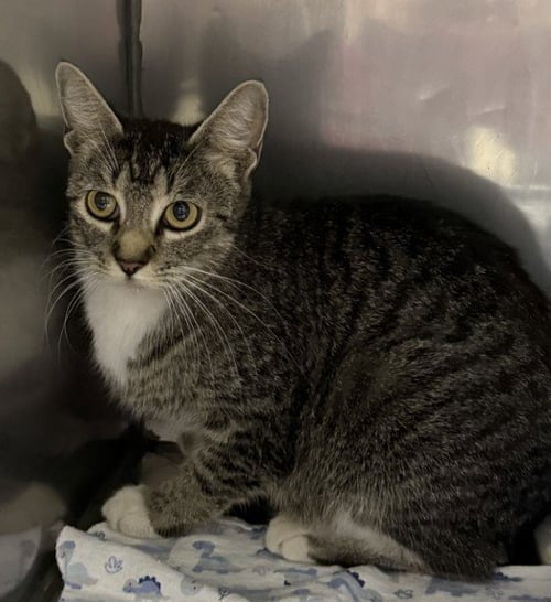 TATER TOT - Domestic Short Hair available for adoption