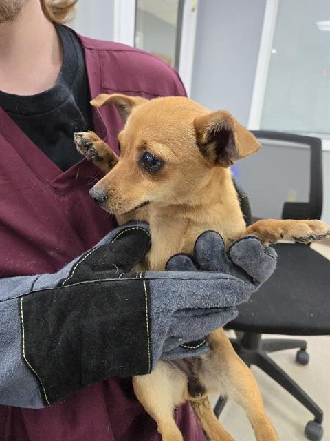 MISTY SUE - Chihuahua available for adoption