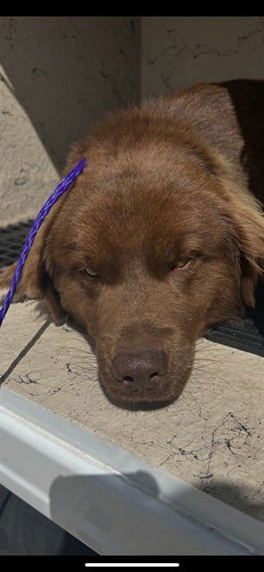 FRED - Australian Shepherd available for adoption