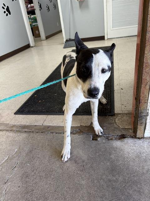 DALIA - Pit Bull Terrier available for adoption