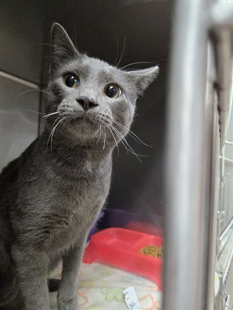 SAMUEL - Domestic Short Hair available for adoption