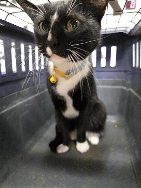 DAISY - Domestic Short Hair available for adoption