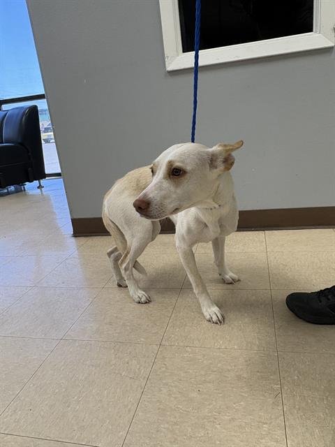 WILLOW - Labrador Retriever available for adoption