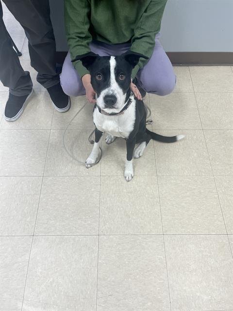 BOOMER - Labrador Retriever available for adoption