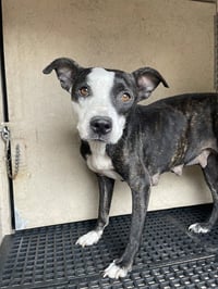 STRAY HOLD - Photo 1