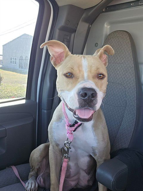 AMAYA - Pit Bull Terrier available for adoption